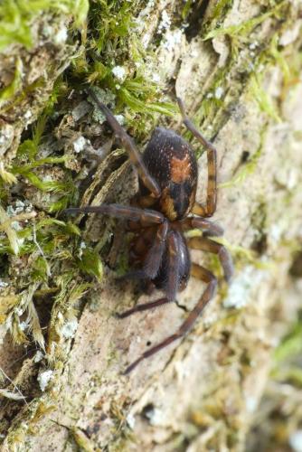 Réf. 222 987 : Amaurobius sp.
